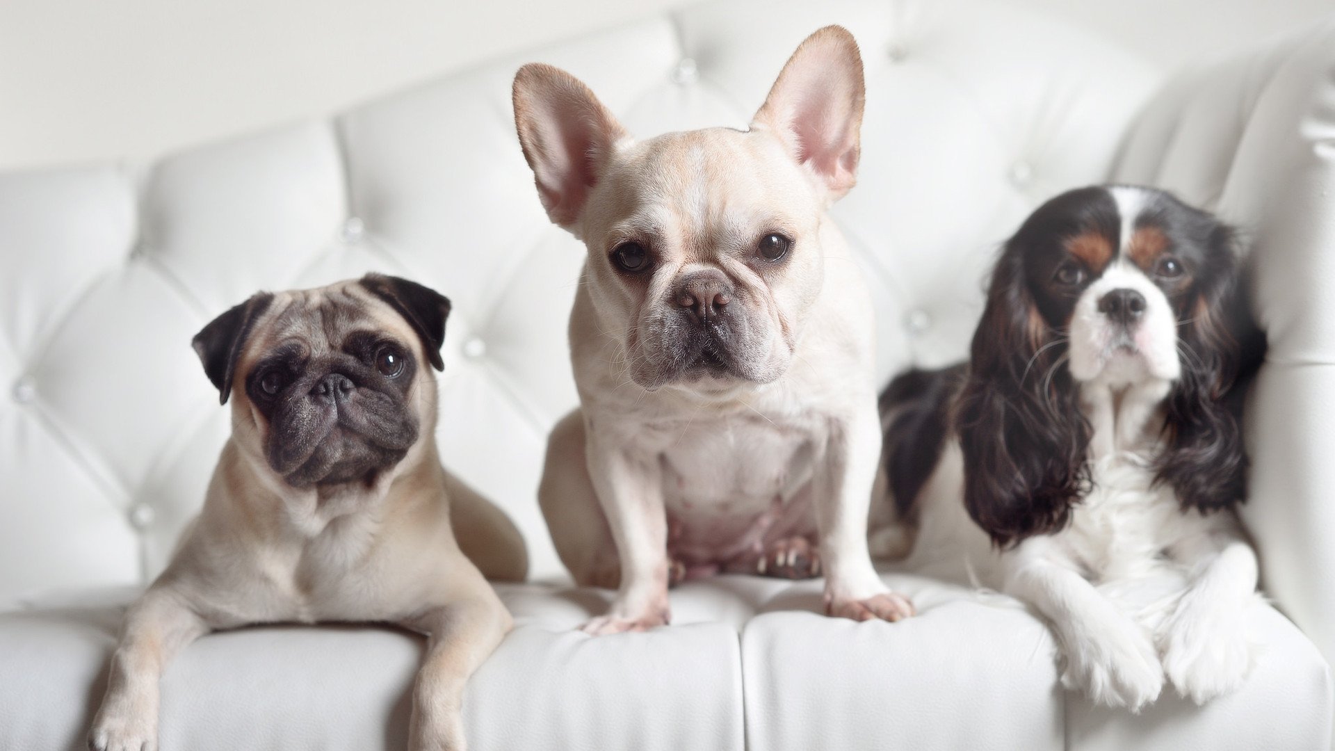 阿拉巴之焰，F1街道赛之夜的唯一性绽放